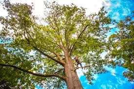 Best Tree Risk Assessment  in Vinco, PA