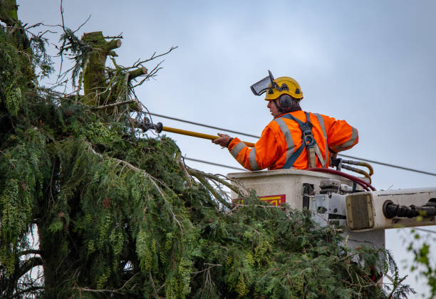 Best Tree Health Inspection  in Vinco, PA