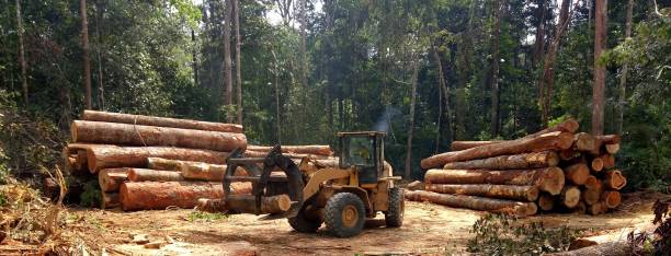 Best Firewood Processing and Delivery  in Vinco, PA