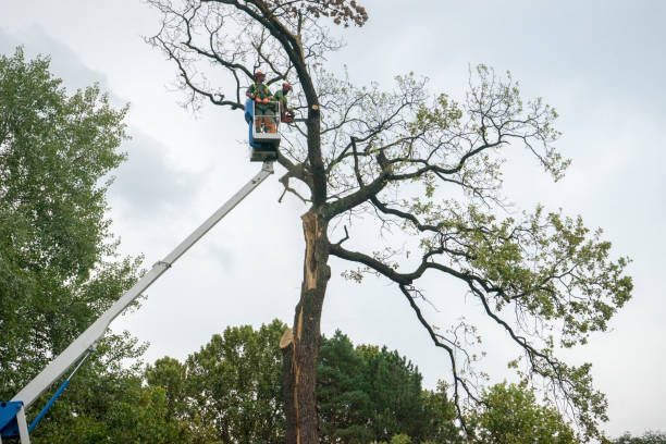 Best Aeration Services  in Vinco, PA