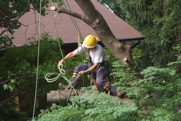 How Our Tree Care Process Works  in  Vinco, PA
