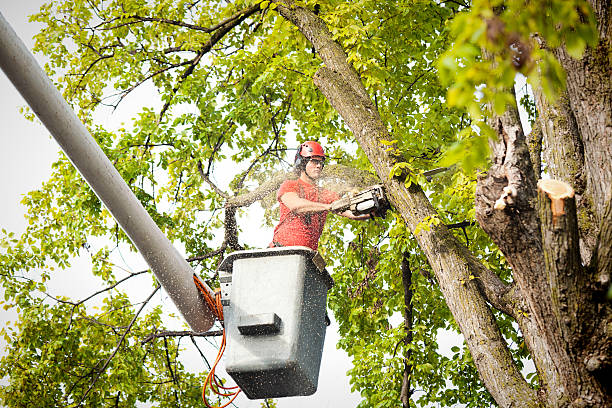 Best Stump Grinding and Removal  in Vinco, PA
