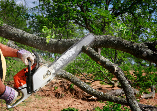 Best Lawn Renovation and Restoration  in Vinco, PA